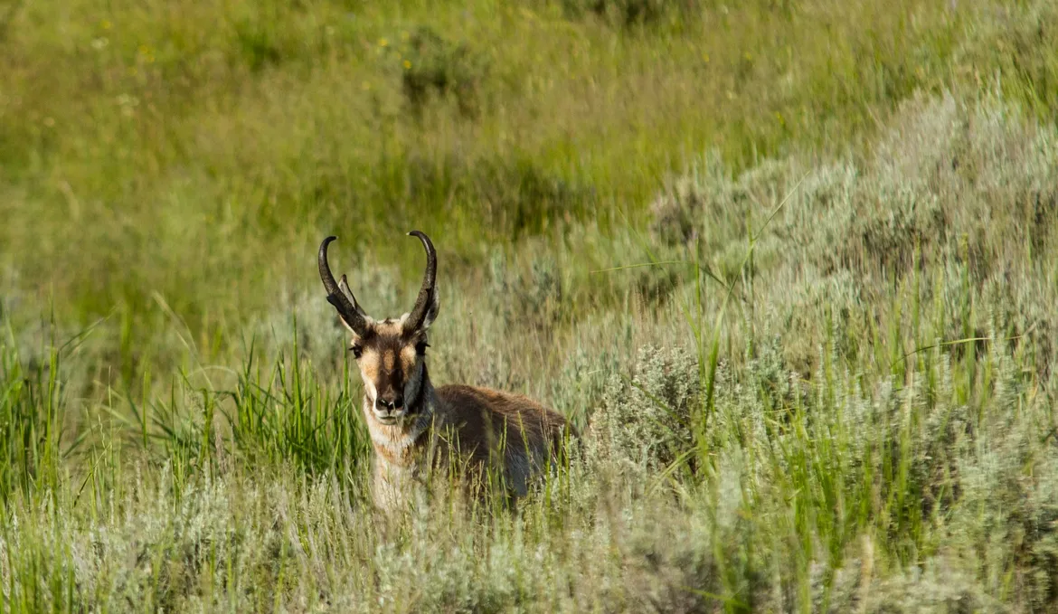 Antelope in Yellowstone 