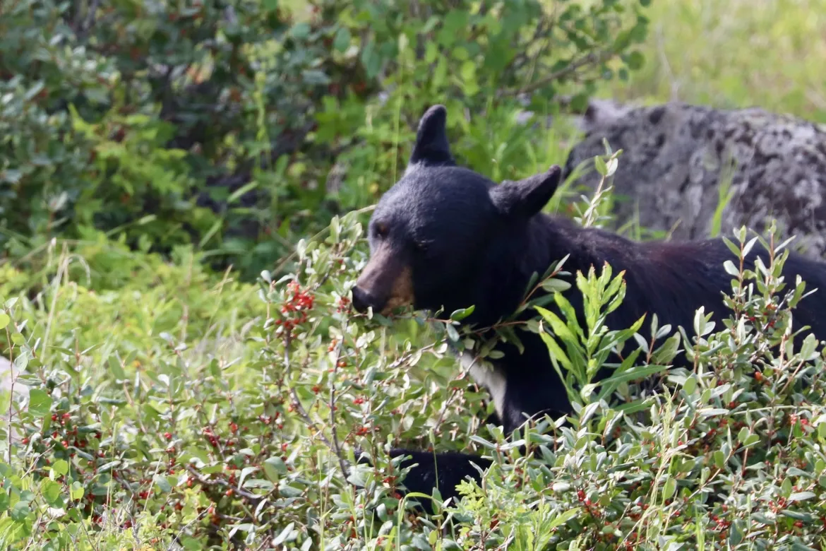 Black Bear Eating in Yellowstone 