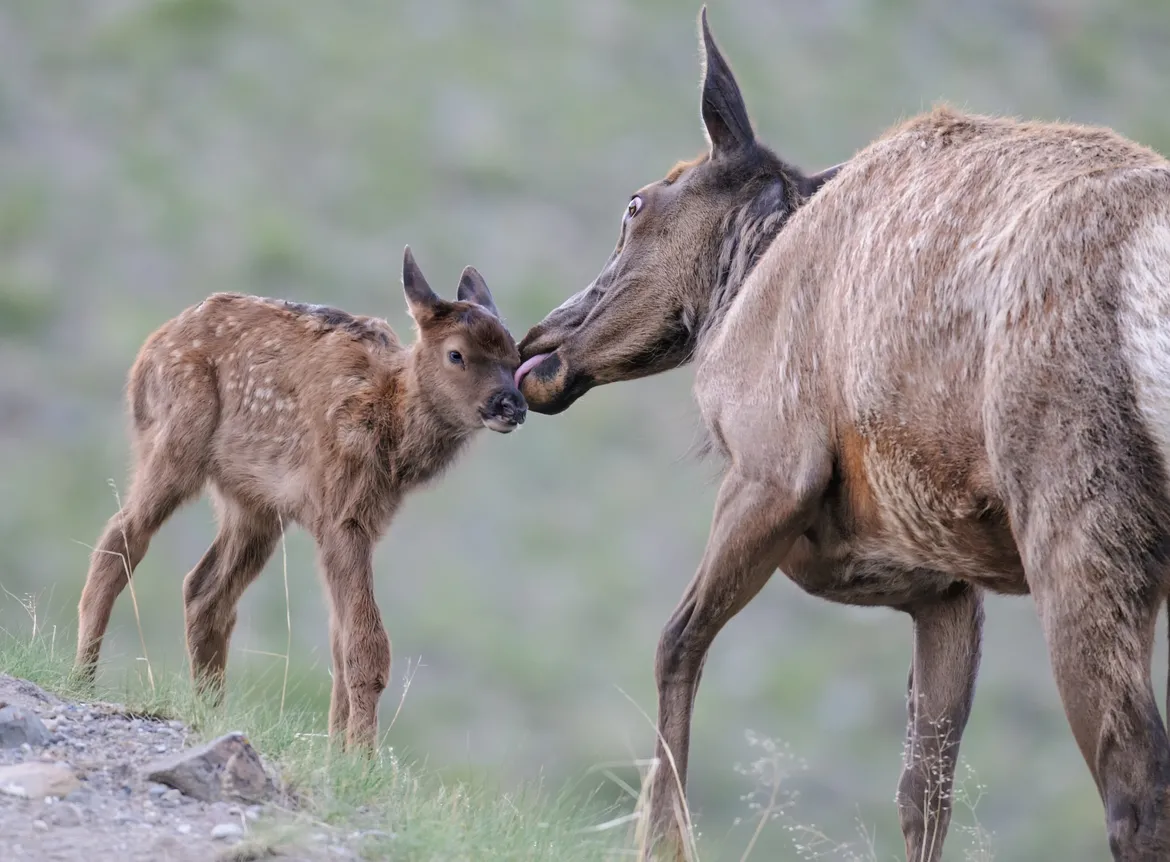 Elk cow and calf in Yellowstone 