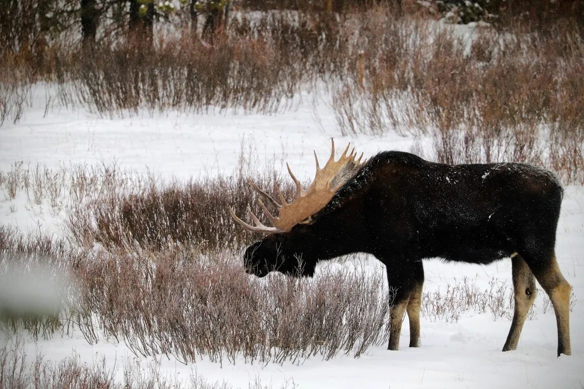 Winter Moose in Yellowstone 