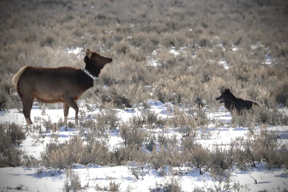 Wolf hunting elk in Yellowstone National Park 