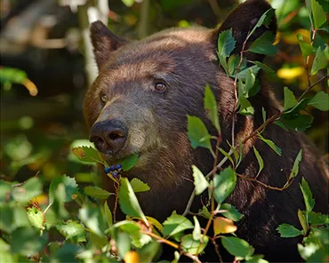 Black bear in Yellowstone National Park
