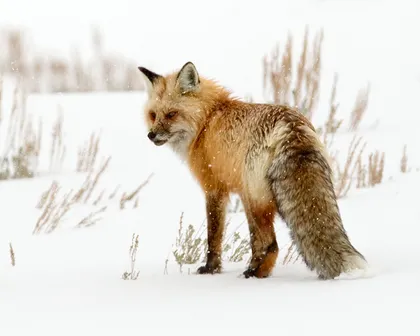 Fox in the Snow - Yellowstone National Park 