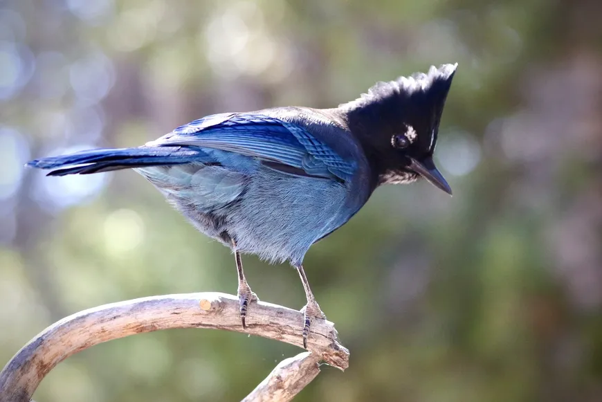 Stellar Jay in Yellowstone 