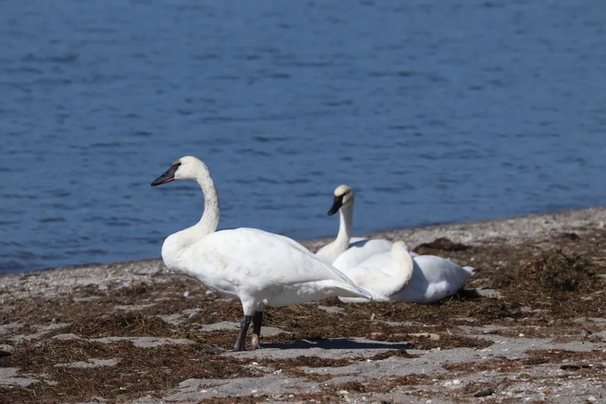 Trumpeter Swans