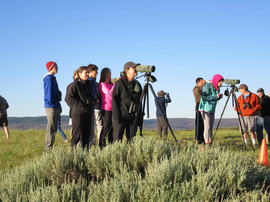 Looking for wildlife in Yellowstone
