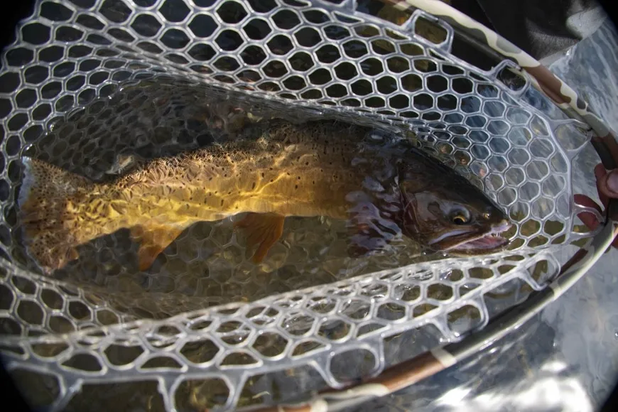 Fishing on the Yellowstone River 