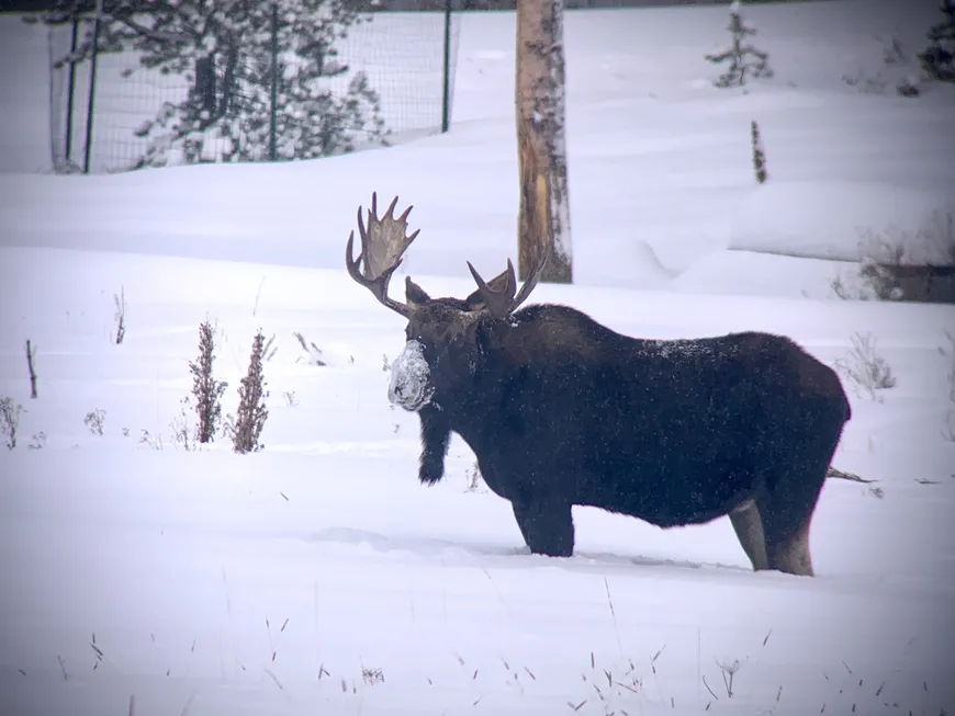 Moose on the Trail in Yellowstone 