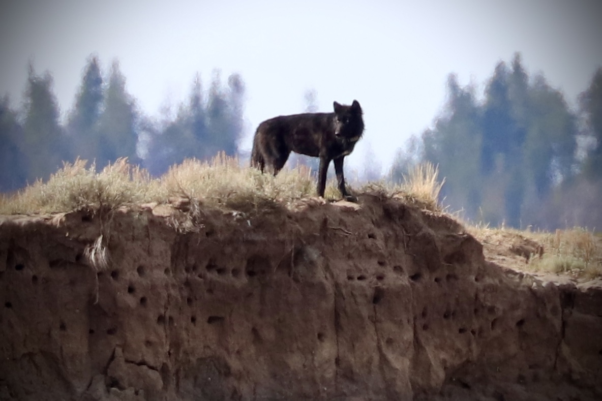 Wolf Photography in Yellowstone 
